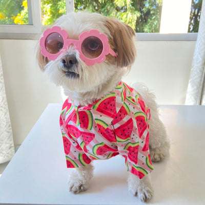 Coochipoo Magnificent Melon shirt for Dogs