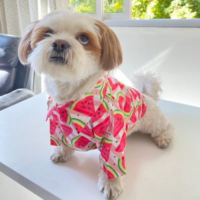 Coochipoo Magnificent Melon shirt for Dogs
