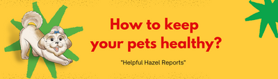 How to keep your pet healthy?