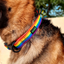Basil Adjustable Harness for Dogs & Puppies (Rainbow)