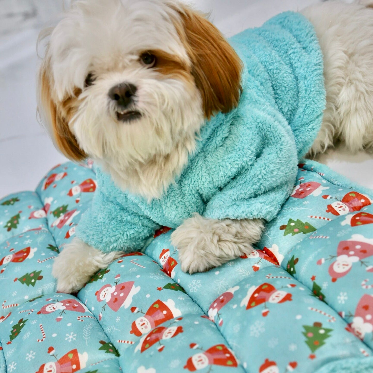 Coochipoo Aqua Blue Snuggly Winter Wear for Dogs